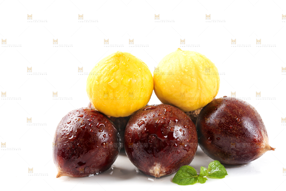 白底上的鲜锥栗