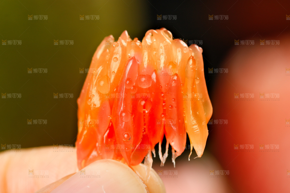 手上拿着红心青柚果肉