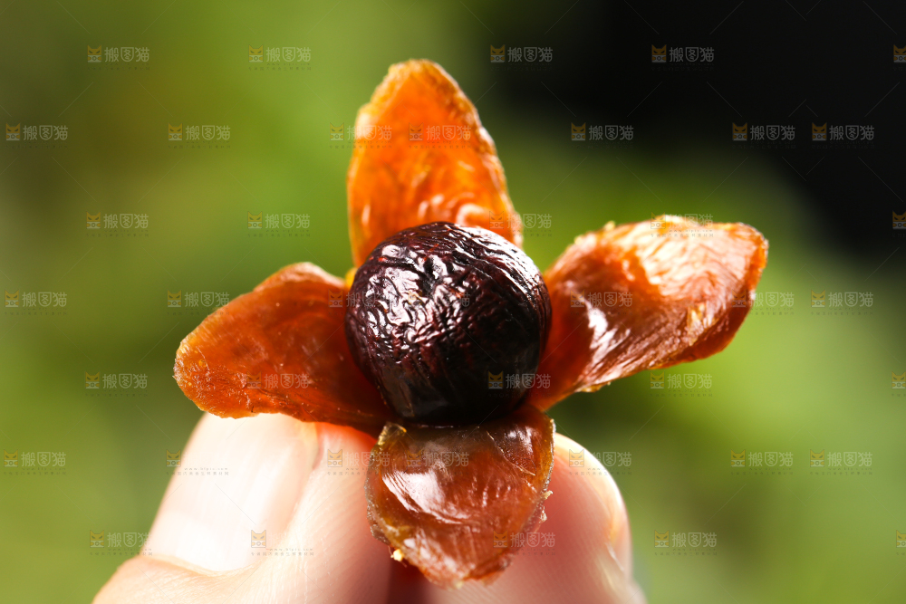手上拿着干桂圆果肉