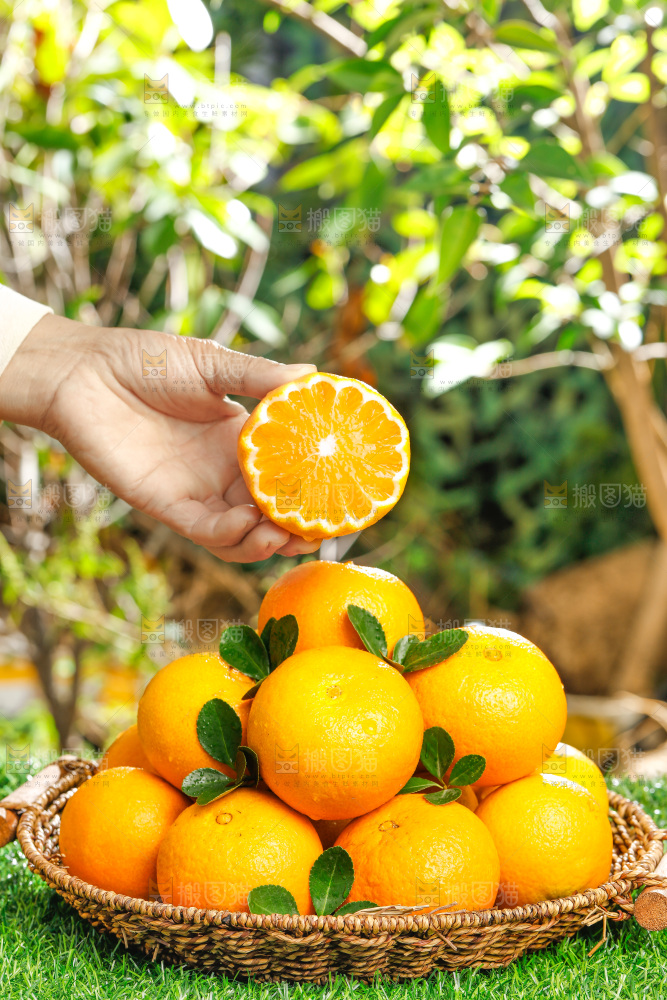 绿色草坪上一篮爱媛38号果冻橙