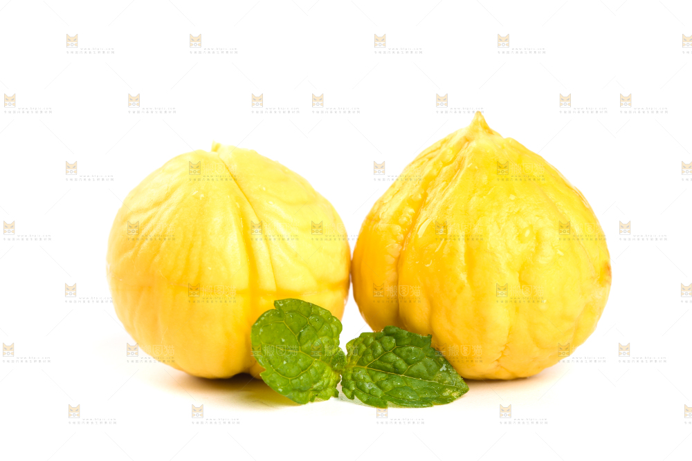 白底上的锥栗仁