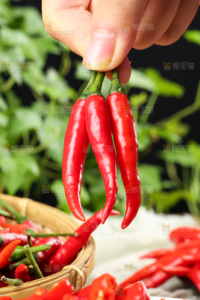 手里拿着红尖椒