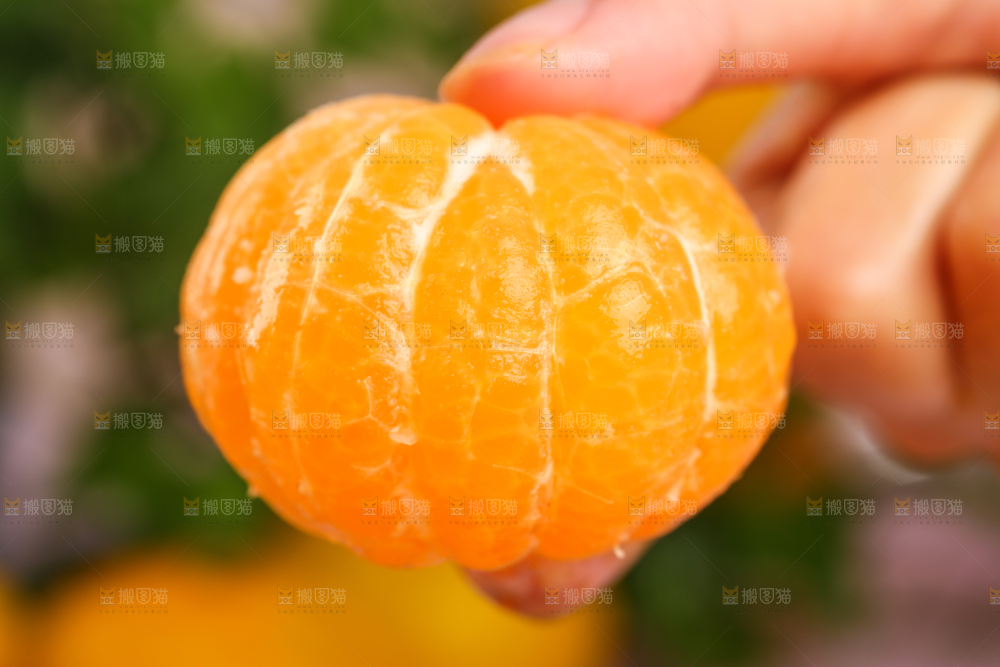 手里拿着芦柑