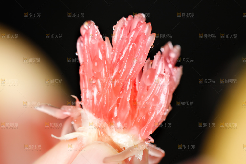 手里拿着红心蜜柚