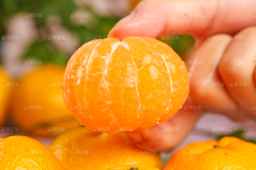 手里拿着芦柑
