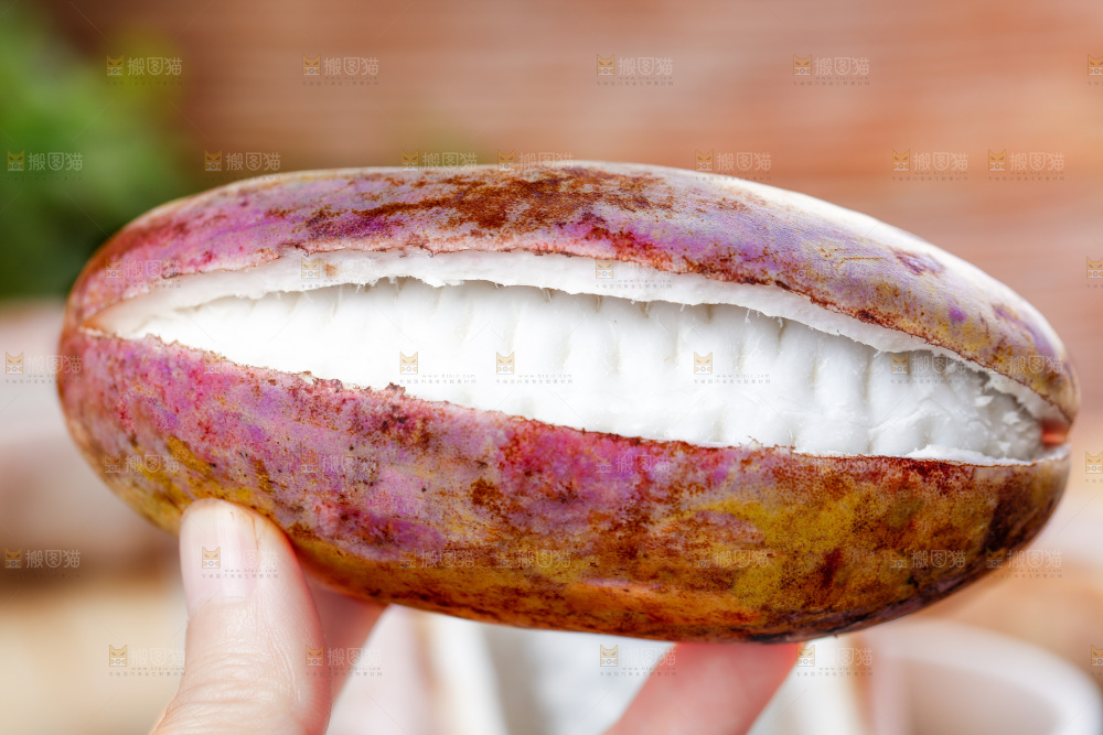 手里拿着八月瓜