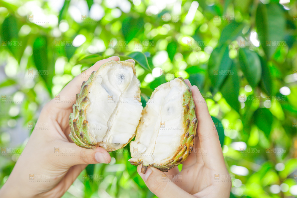 手里拿着释迦果