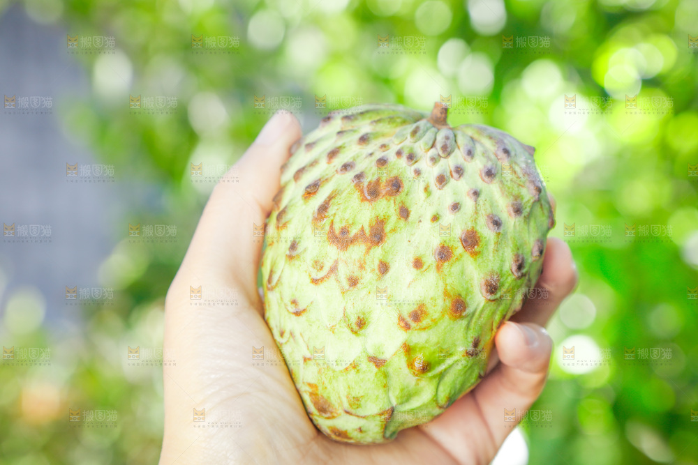 手里拿着释迦果