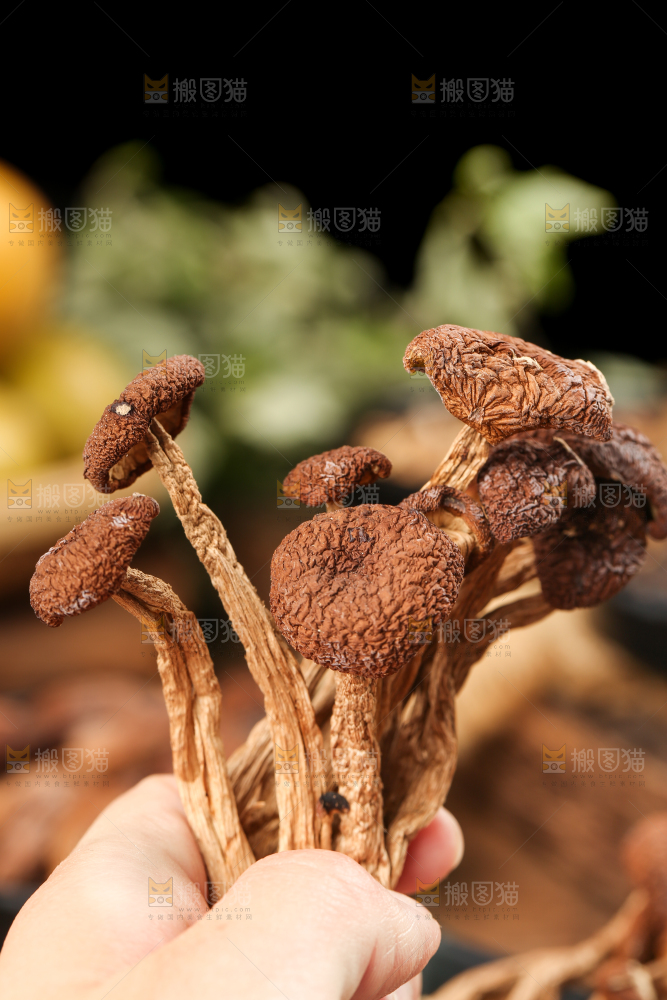 手里拿着茶树菇