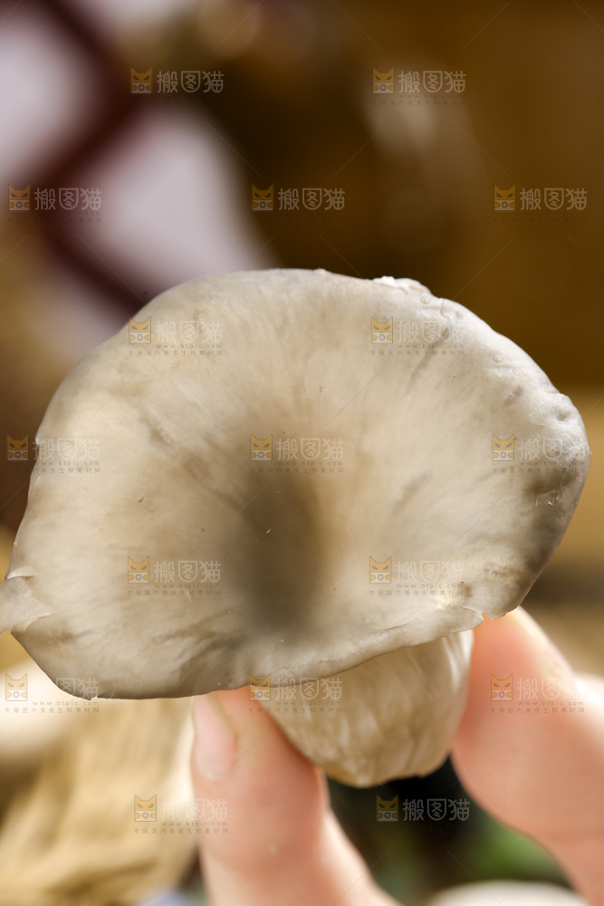 手里拿着平菇