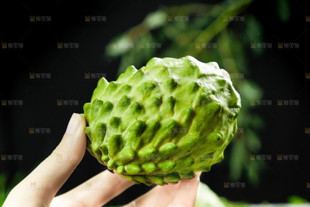 手里拿着释迦果