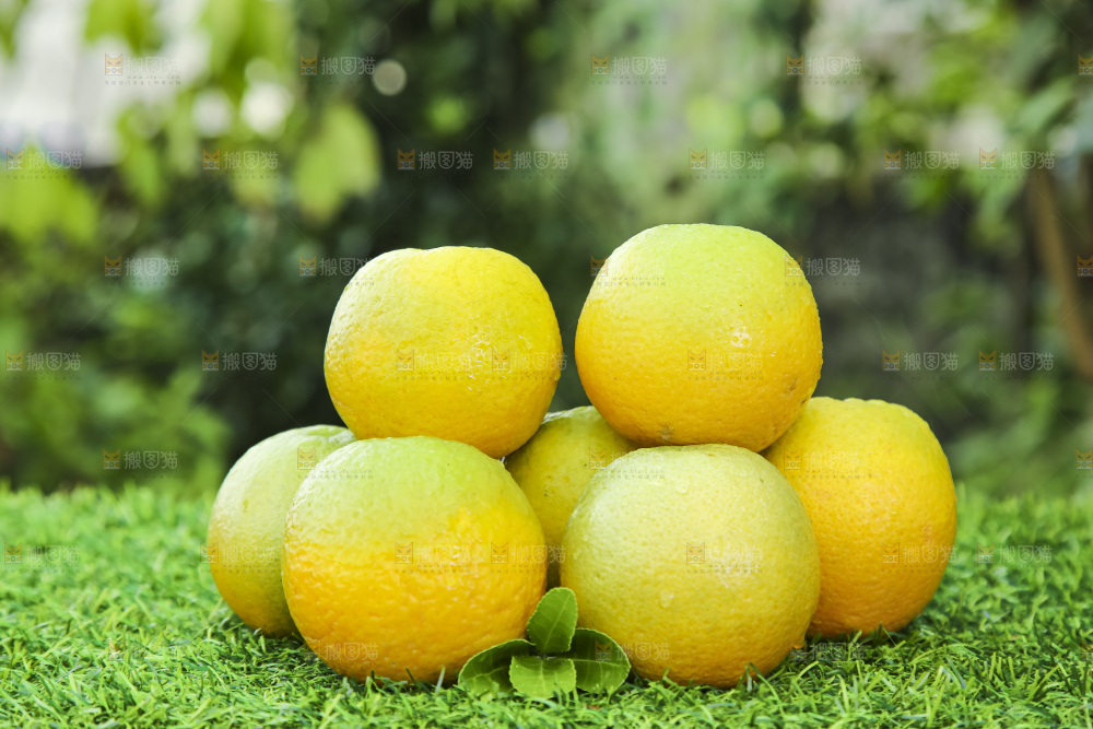 草地上的夏橙