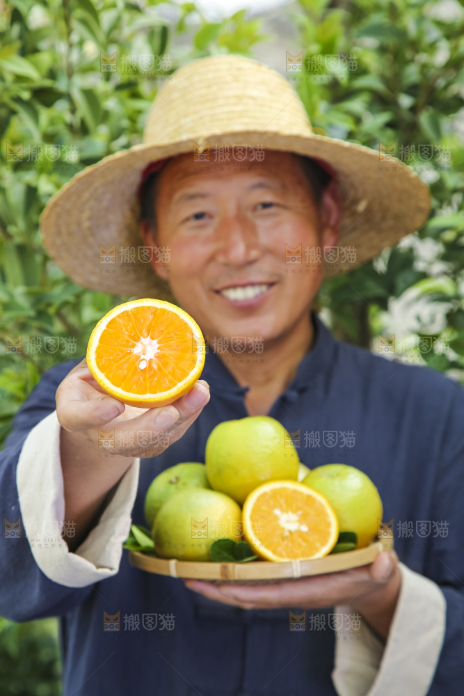农民手拿一个切开的夏橙