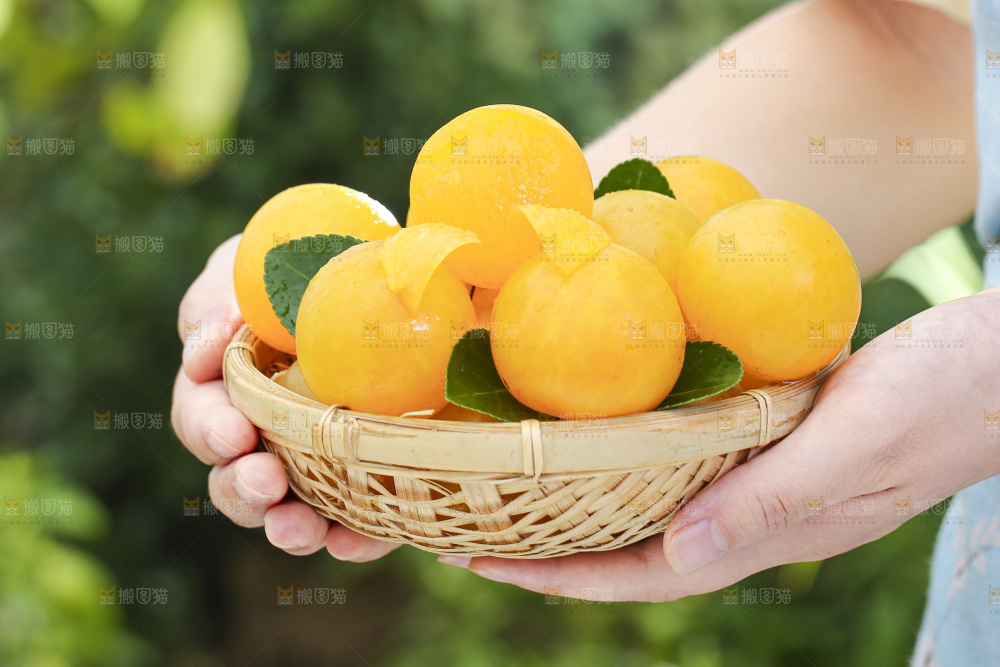 手拿一篮九峰山黄金奈李