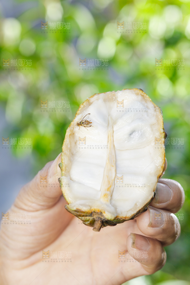手里拿着释迦果