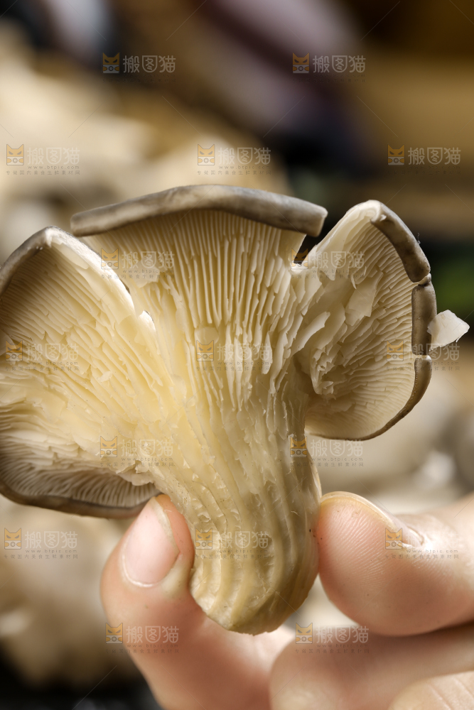 手里拿着平菇