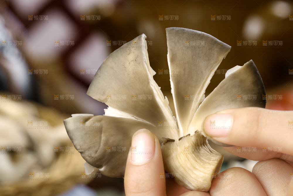 手里拿着平菇