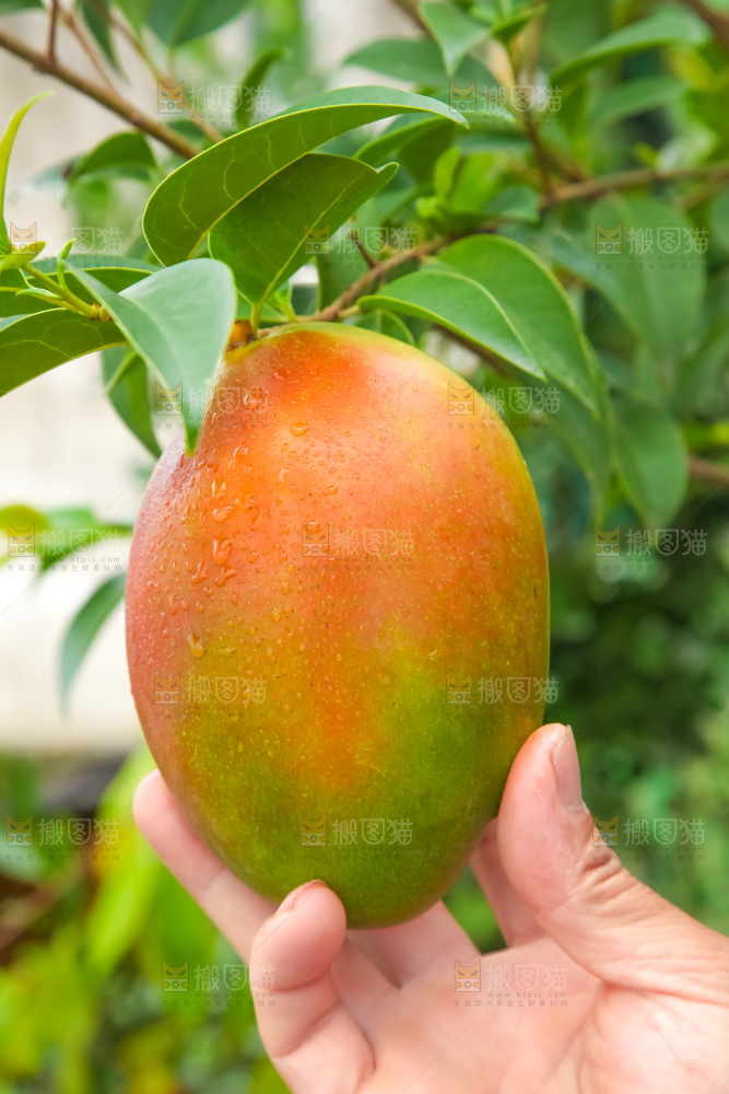 手拿凯攀枝花特芒