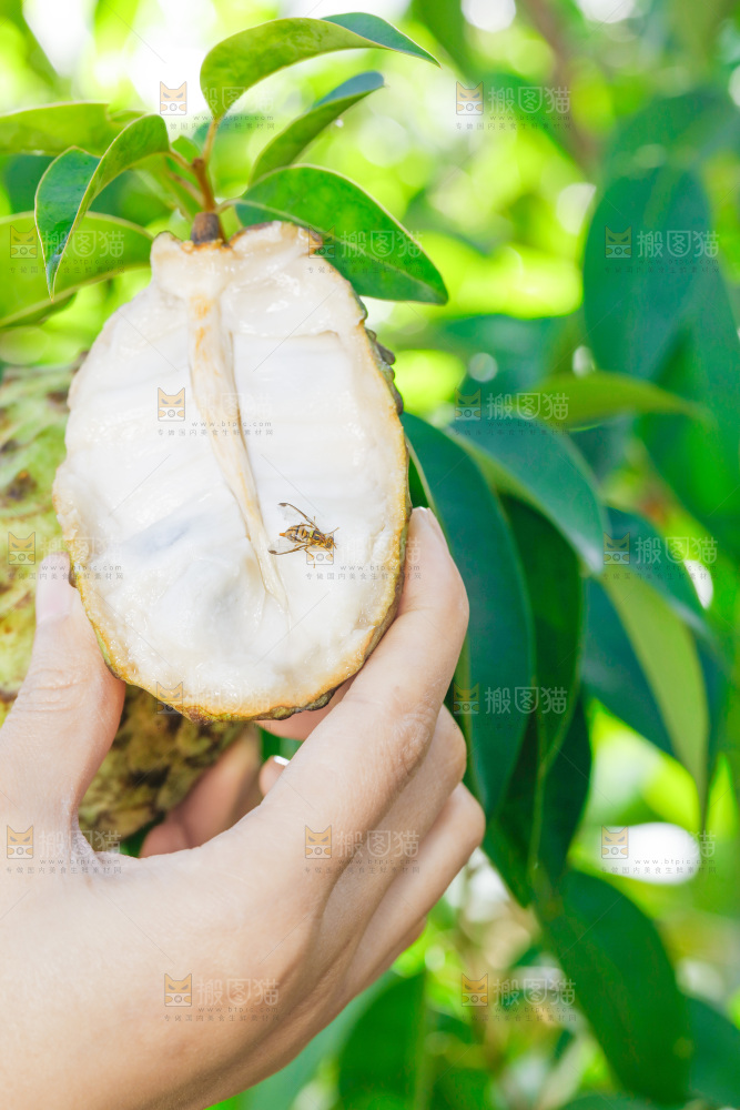 手里拿着释迦果