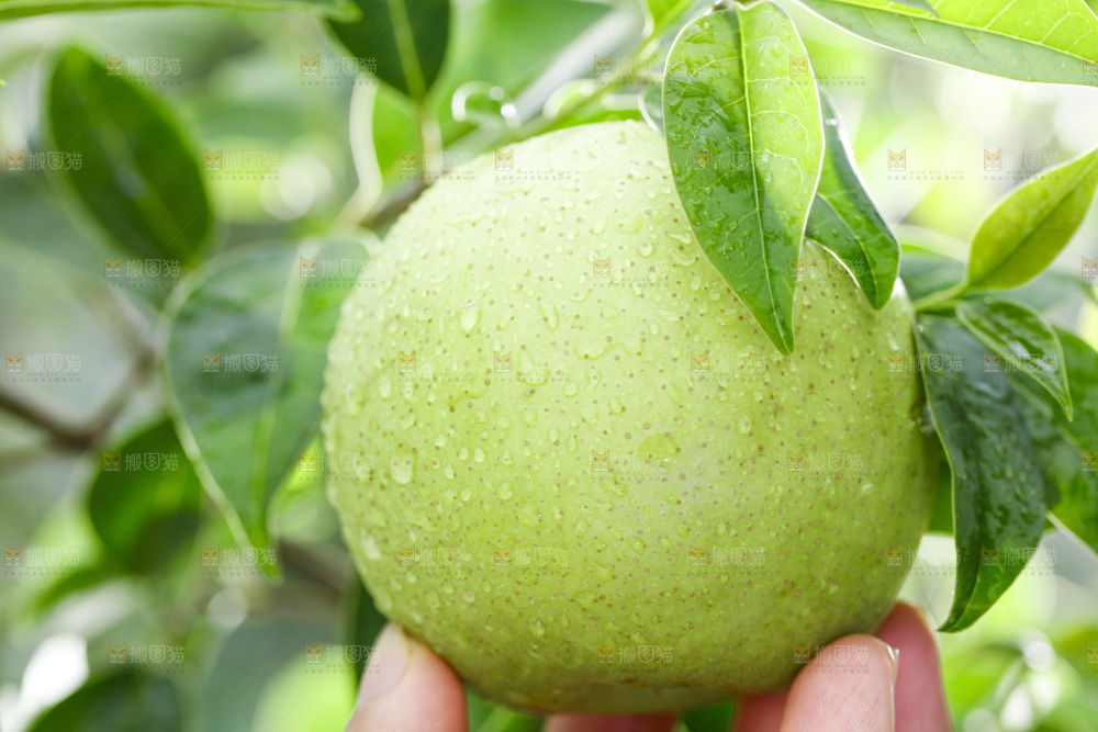 手拿青皇冠梨