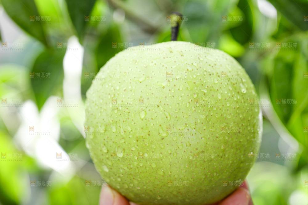 手拿青皇冠梨