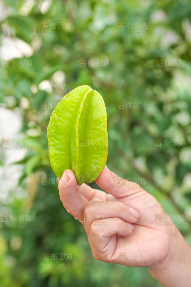 手里拿着青皮杨桃