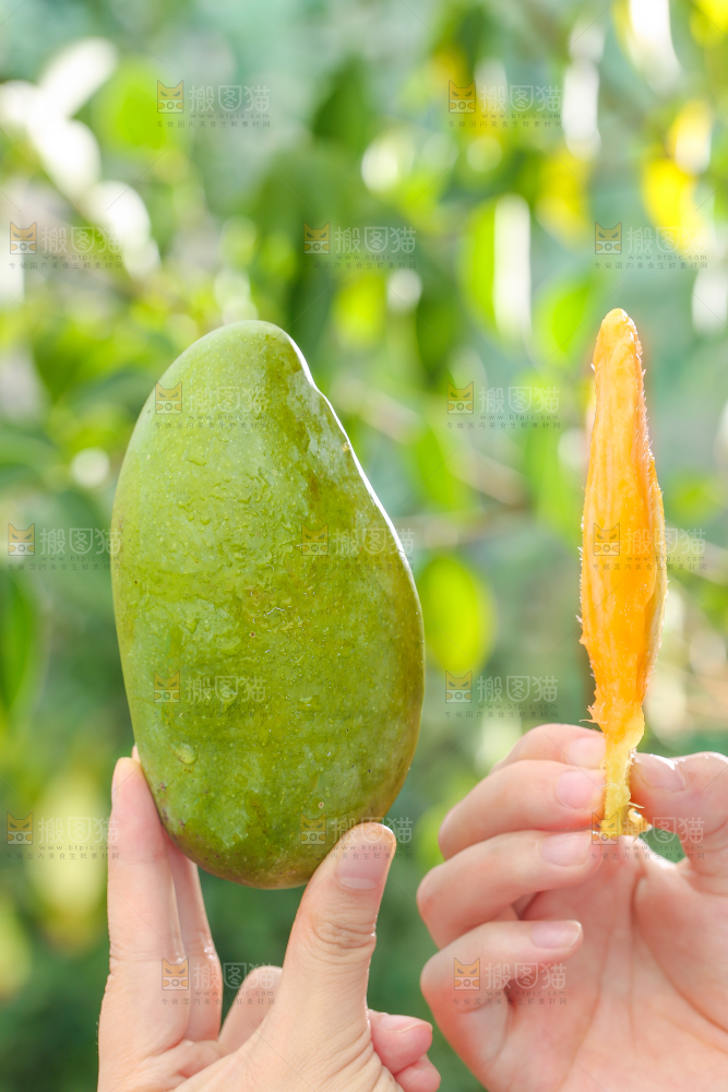手拿桂七芒果核