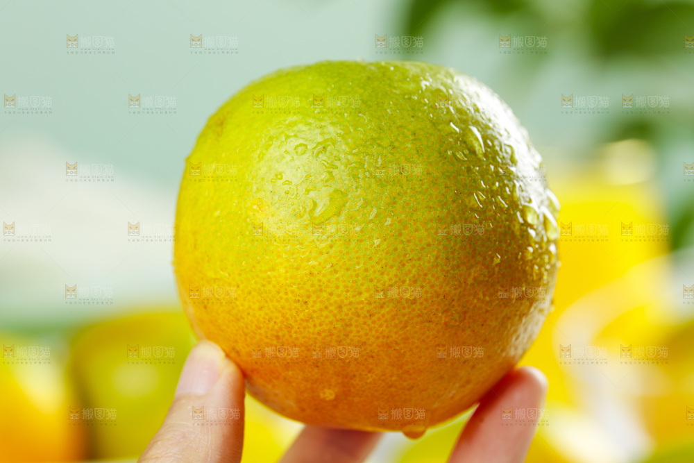 手拿秭归夏橙