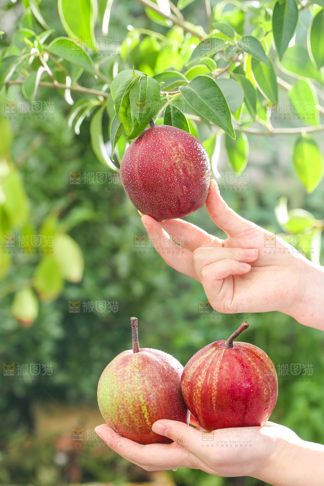 手拿彩虹梨