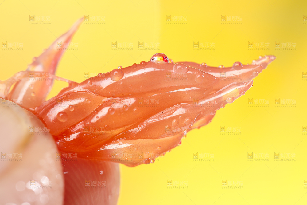 手拿着剥皮的红心葡萄柚果肉