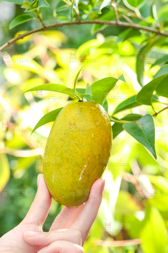 手拿切开的椰香芒果