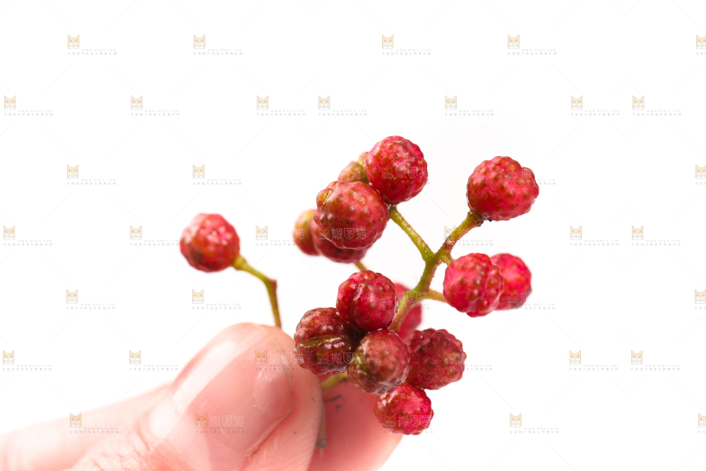手拿新鲜花椒