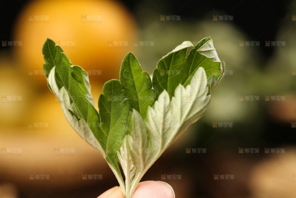 手里拿着艾草叶