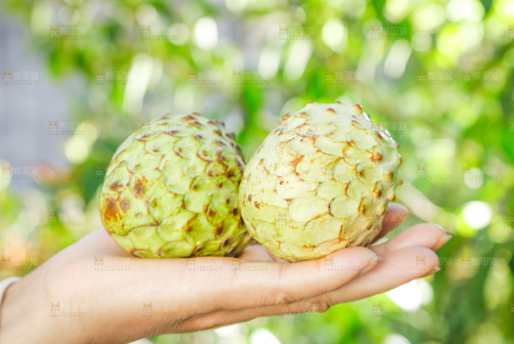 释迦