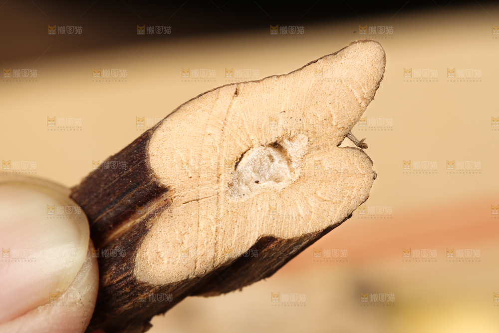 手里拿着紫苏根