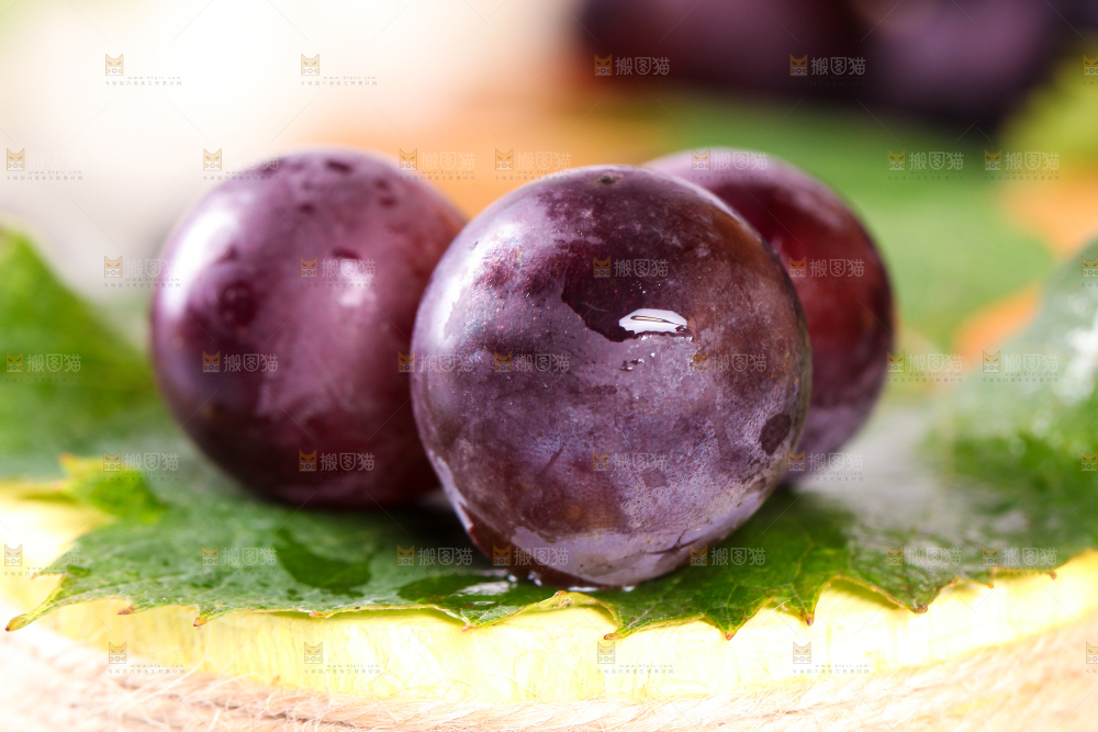 树叶上的巨峰葡萄