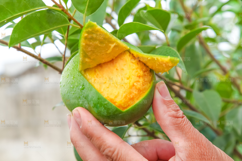 手拿剥皮的四川凯特芒
