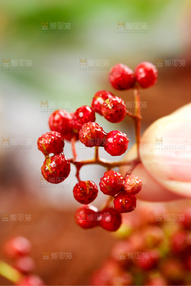 手拿新鲜花椒