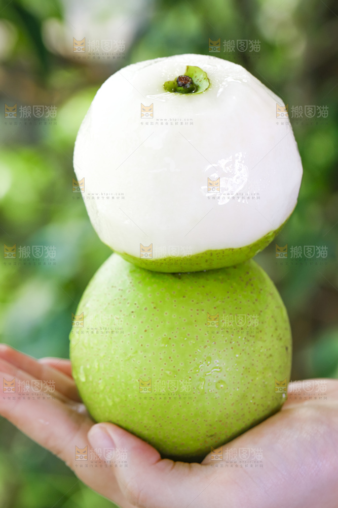 手拿砀山青皮翠冠梨