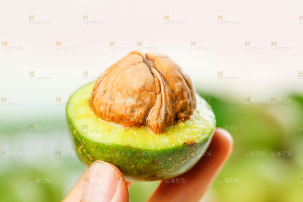 手拿青皮核桃