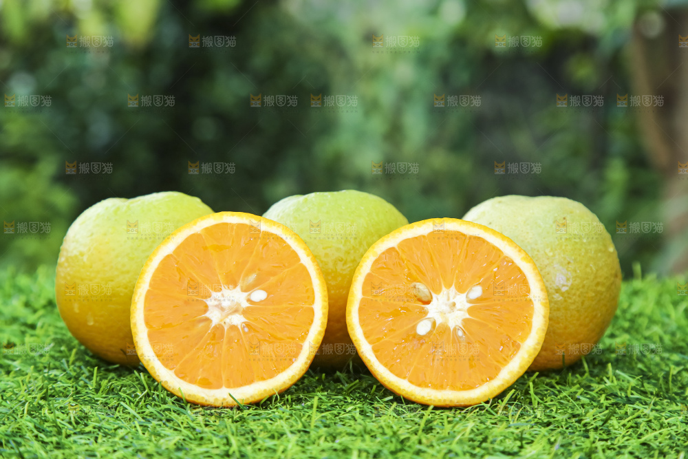 草地上的夏橙