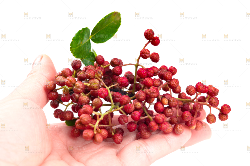 手拿新鲜花椒