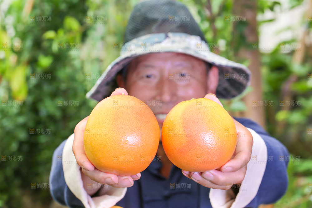 农民手里拿着南非西柚