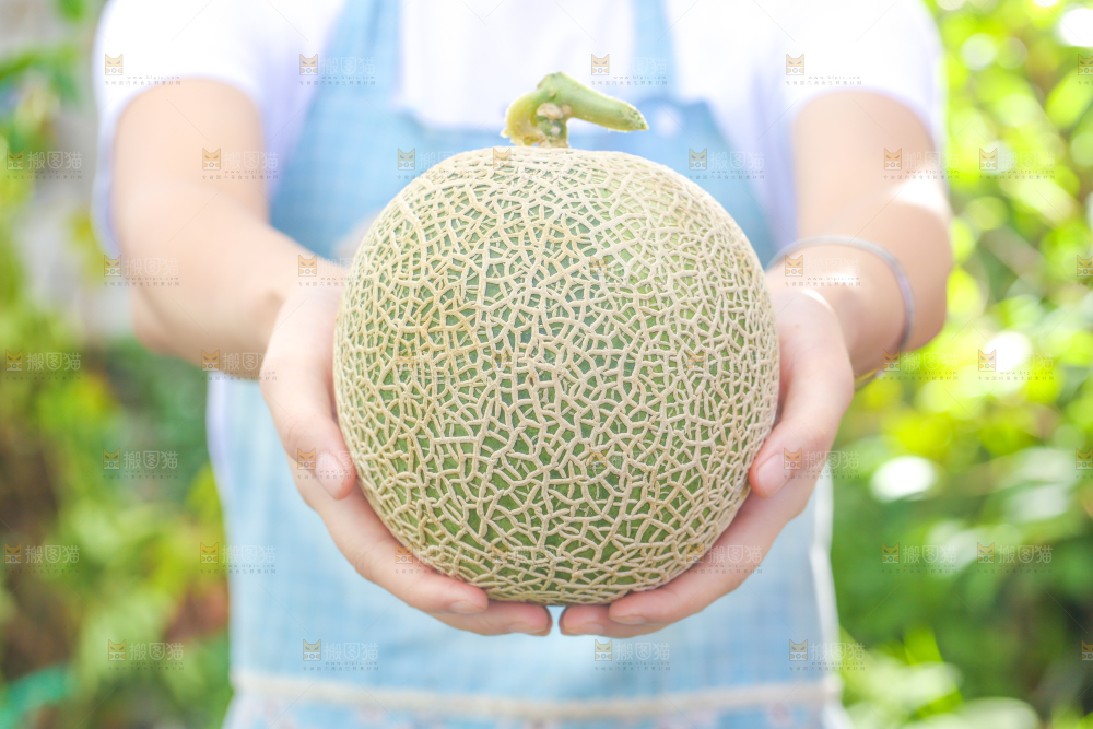 手拿玫珑瓜