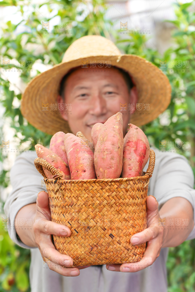农民手里端着一筐红心红薯