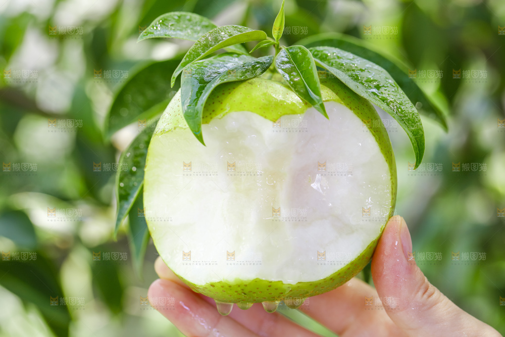 手拿砀山青皮翠冠梨