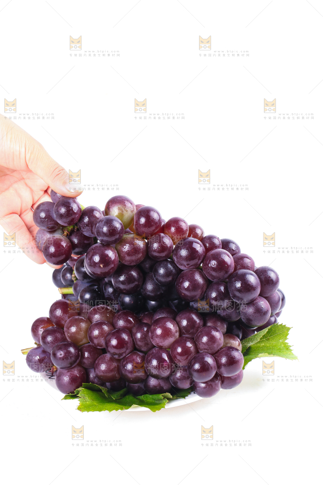 手拿东北巨峰葡萄