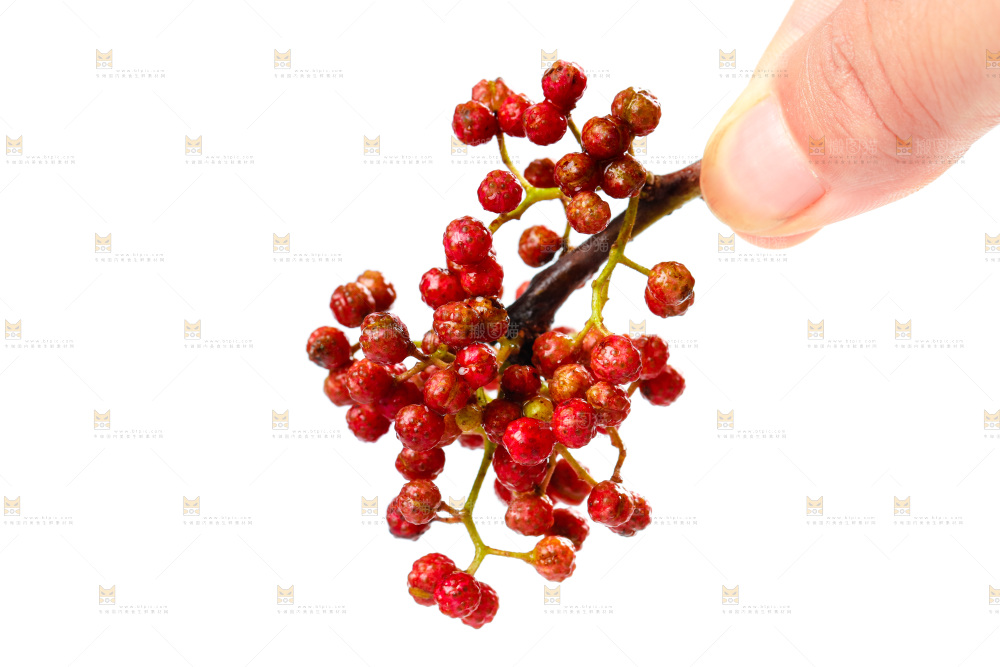 手拿新鲜花椒
