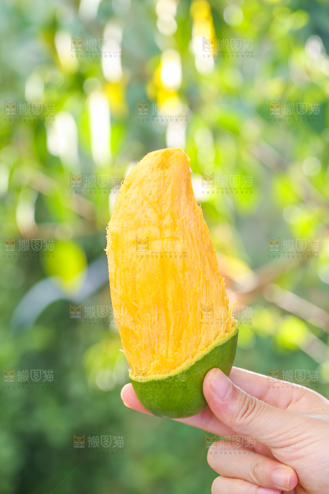 手拿剥皮的桂七芒
