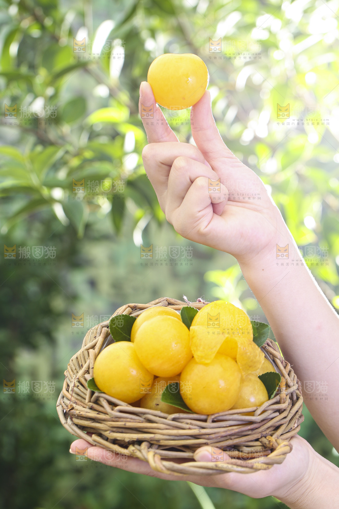 手拿一筐黄金奈李